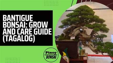 Bantigue (Pemphis Acidula) Bonsai: Grow and Care Guide .